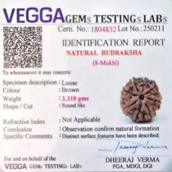 8 Mukhi Rudraksha Certified Original Bead